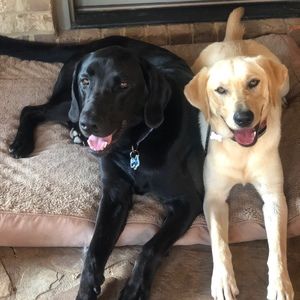 Meet your Posher, Penny